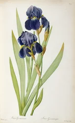 Iris Germanica, aus `Les Liliacees